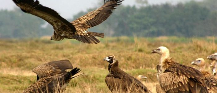 दैलेखमा देखिन थाले विश्वबाट लोपोन्मुख गिद्ध