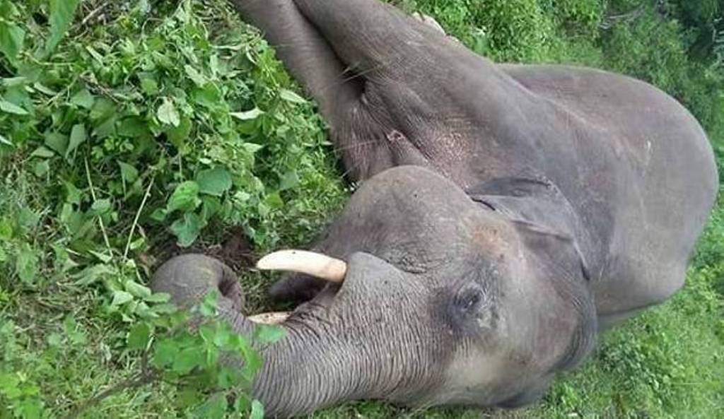 सप्तरीमा करेन्ट लागेर एउटा हात्तीको मृत्यु