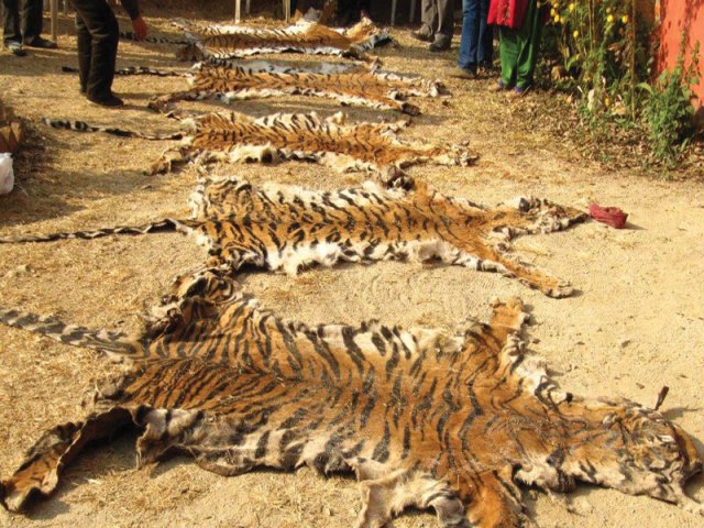 सरोकारवाला निकायले ध्यान नदिँदा, दुर्लभ वन्यजन्तुको चोरी बढ्दै