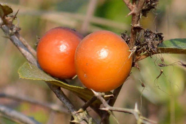 बयर र केशोर उत्पादक किसान चिन्तामा
