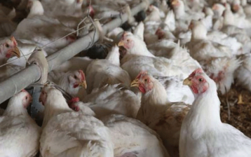 झापामा ‘बर्ड फ्लु’को प्रकोपः पक्षीजन्य वस्तु ओसार–पसारमा रोक