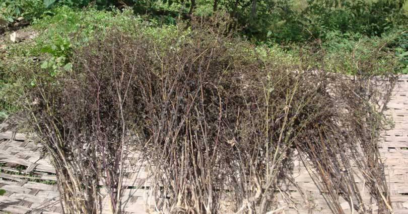 चिराइतोको माग बढेसँगै मूल्यमा वृद्धि