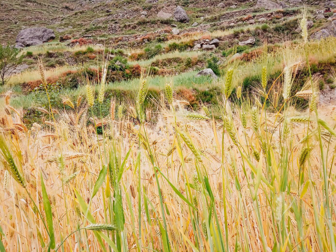 निषेधाज्ञामा किसानलाई जौ भित्र्याउन चटारो