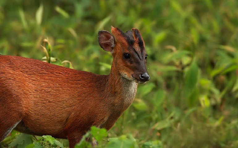 पोखराको रानीवनमा रतुवा मृग हेर्न पाइने