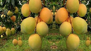 बागवानीको आँप त्रिपन्न लाख बढीमा ठेक्का