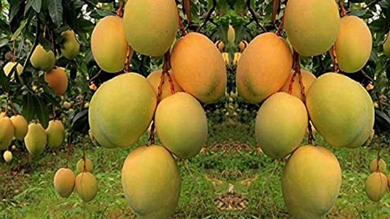 आँपको ‘पकेट’ क्षेत्रमानै उत्पादन घट्यो