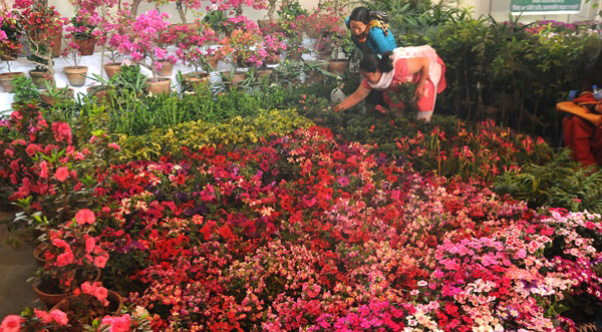 कोरोना महामारीका कारण पुष्प व्यवसायले दैनिक एक करोड नोक्सान बेहोर्दै