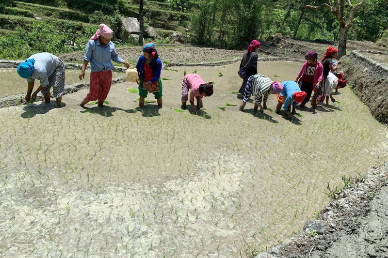 यस वर्ष घट्यो धान रोपाइँ