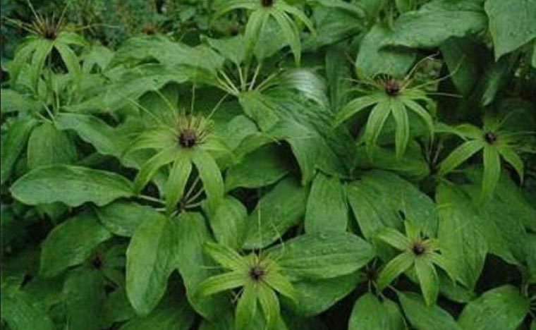 पर्वतमा पहिलोपटक सतुवाको व्यावसायिक खेती शुरु