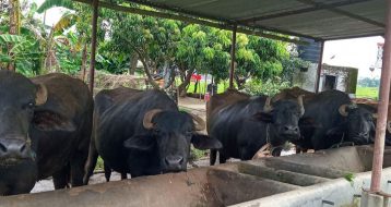 मल उत्पादन गर्न भैँसीपालन