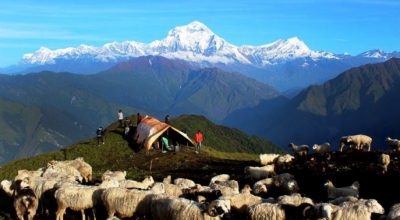 भेडापालक किसानलाई गोठालो भत्ता