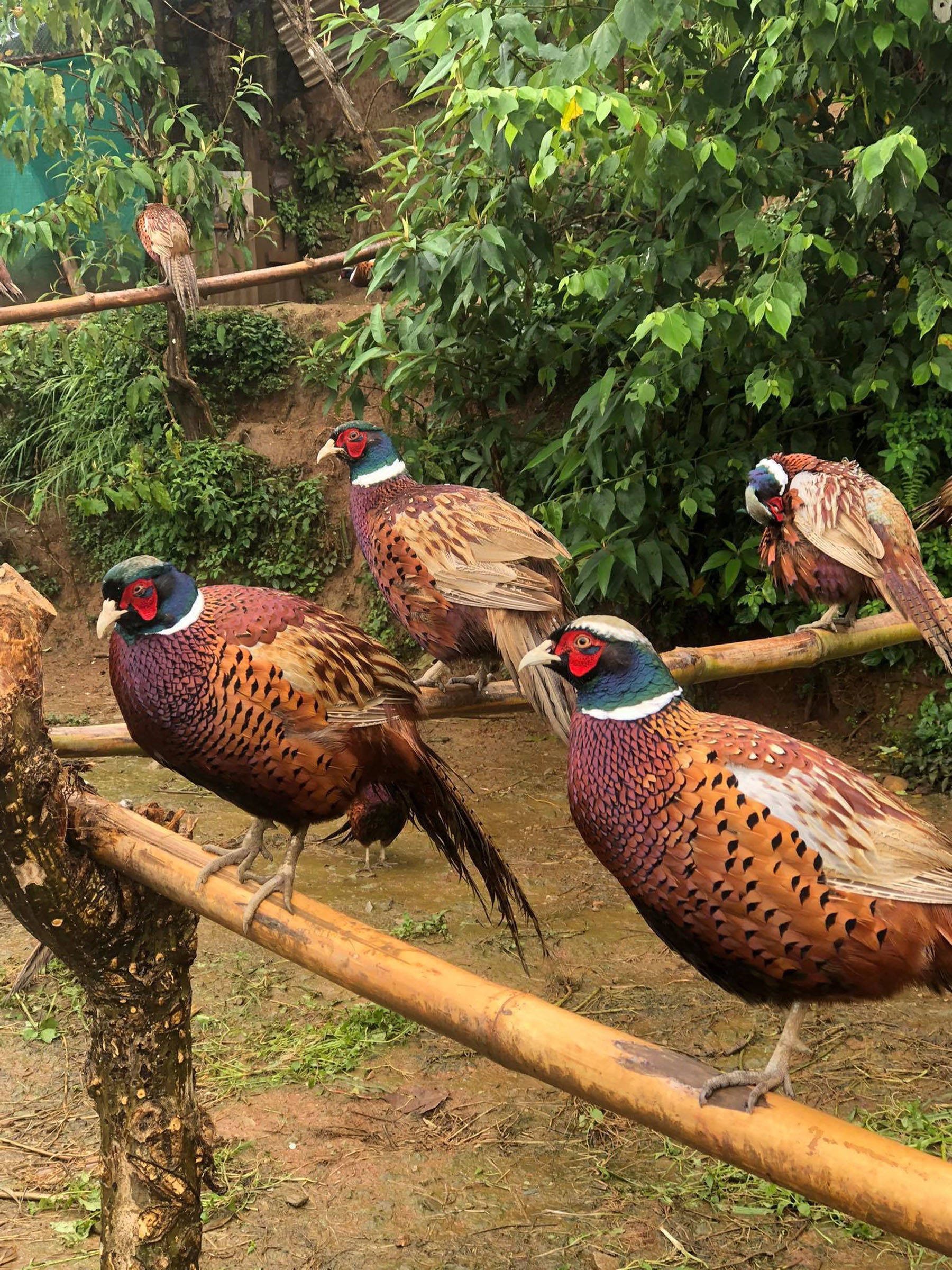 बैंकको जागिर छाडेर व्यावसायिक कालिजपालनमा रमाउदै आचार्य