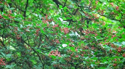 दाङमा जडीबुटी उत्पादनमा वृद्धि