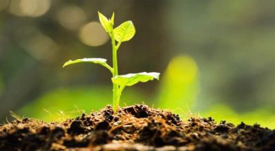 बाँदर नियन्त्रण गर्न वनमा फलफूलका बिरुवा रोप्दै पालिका