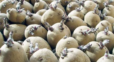 बेमौसमी पानीले बेर्ना कुहिएपछि दोस्रो पटक आलु रोपियो