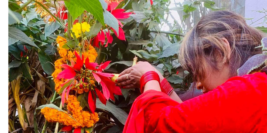 आज हरि बोधिनी एकादशी : घरमा रोपिएको तुलसीलाई दामोदरसँग विवाह गरिँदै आज हरि बोधिनी एकादशी : घरमा रोपिएको तुलसीलाई दामोदरसँग विवाह गरिँदै