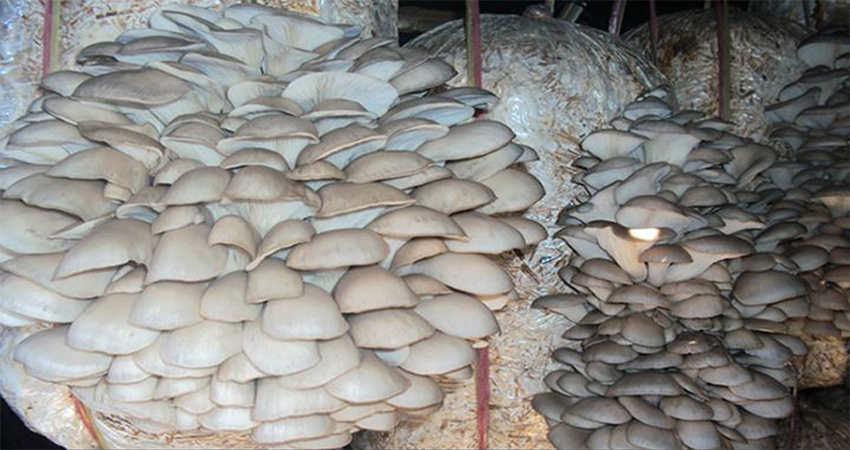 आत्मनिर्भर बनाउन च्याउखेती