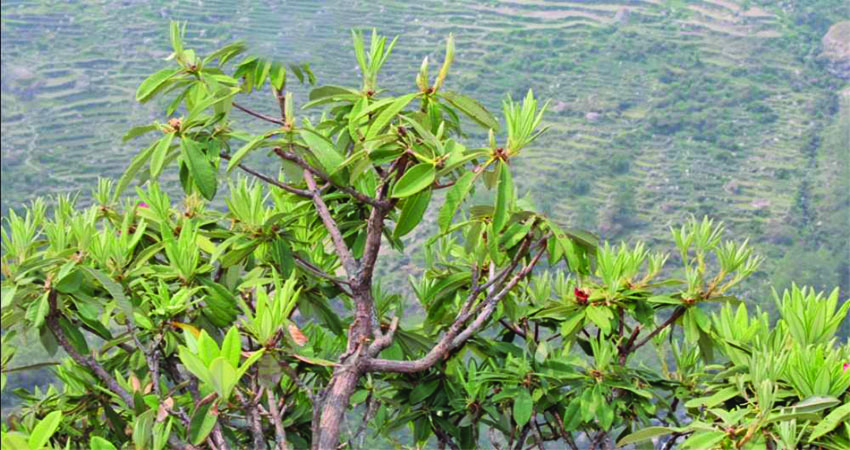 जलवायु परिवर्तनले  वनस्पतिमा देखियो यस्तो असर