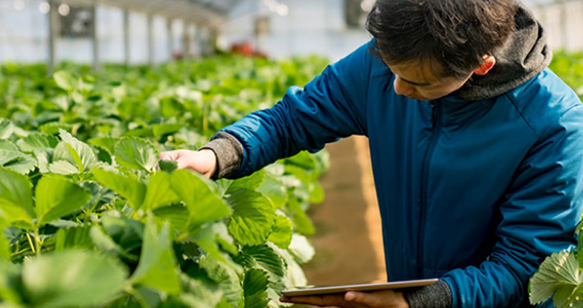 कृषि खाद्य प्रविधि तथा भूमि व्यवस्था मन्त्रालय बुटवलले माग्यो करारमा झण्डै ५०० कर्मचारी