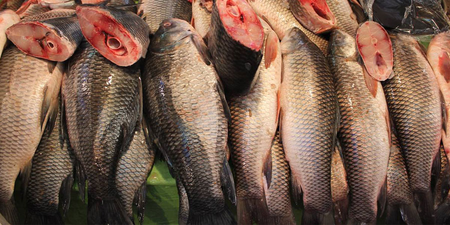 कांग्रेसको महाधिवेशनका लागि कलकत्ताबाट आउँछ दैनिक २ हजार केजी बढी माछा