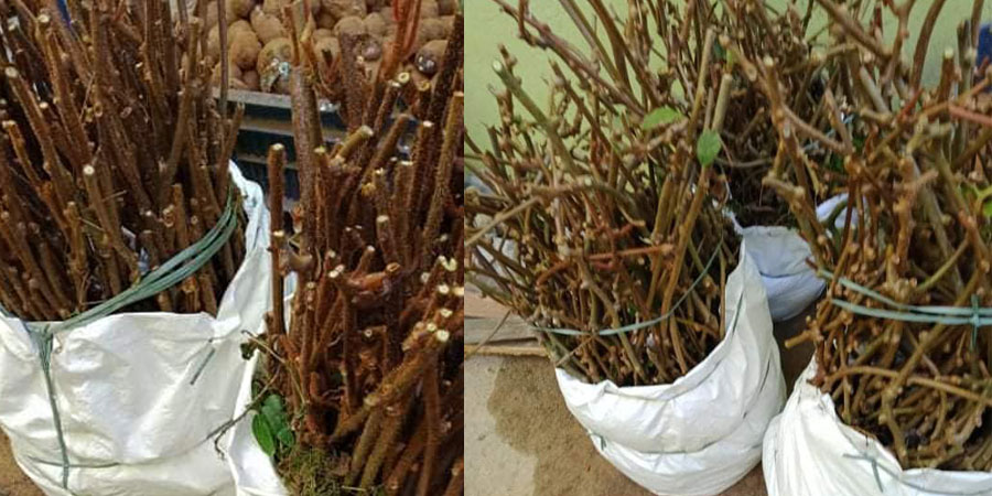 नेपालमा उत्पादन गरिएको किबीका बिरुवा भुटान जान थाल्यो