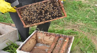 पालिकाद्वारा किसानलाई मौरीसहितको घार वितरण