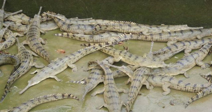 तीन नदीमा ७२ गोही छाडियो, गुँढ अनुगमन गरिँदै