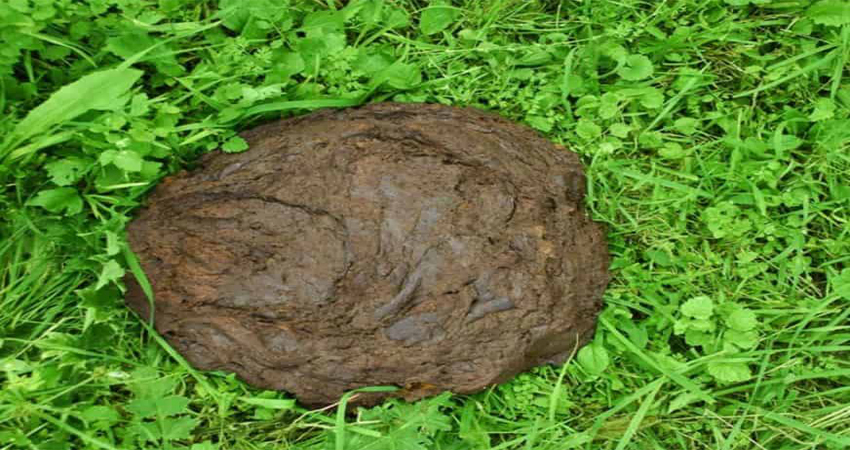 प्राङ्गारिक खेतीप्रति किसानलाई जागरुक बनाउन गोबर खरिदमा अनुदान