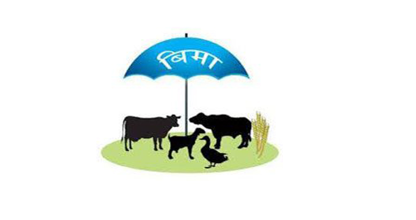 किसानको शून्य लागतमा पशुधन बीमा