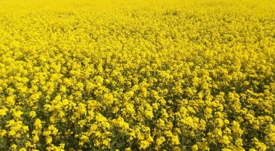 मलखाद र यान्त्रिकीकरणको अभावमा तोरीको उत्पादन बढाउन गाह्रो