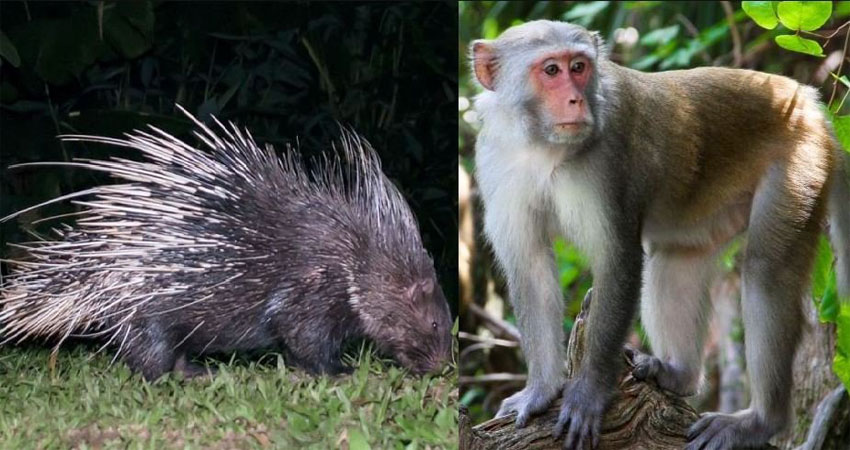 बाँदर र दुम्सीले हिउँदे बालीनाली सखाप पारेपछि, रातभर जाग्राम बस्दै किसान