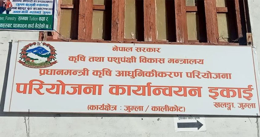 जुम्लाका सबै स्थानीय तहमा स्याउ सुपरजोन कार्यक्रम