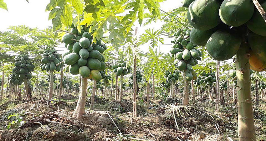 विदेशको रोजगारी छाडेर स्वदेशमै व्यावसायिक खेती गर्दै लामा