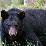 रसुवामा भालुको आक्रमणबाट दुई जना घाइते रसुवामा भालुको आक्रमणबाट दुई जना घाइते