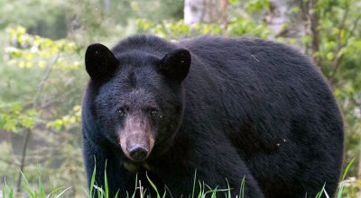 हुम्लामा भालुको आक्रमणबाट तीन जना घाइते