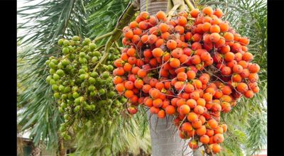 सुपारीखेती प्रवर्द्धनमार्फत निकासा बढाउन आवश्यक
