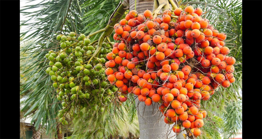 सुपारी खेतीबाट नै दुई लाखसम्म आम्दानी गर्दै किसान