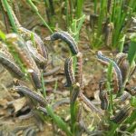 धानमा गवाँरोे र मकैमा फौजीकिरा