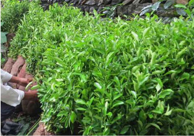 पालिकाद्धारा कृषकलाई निःशुल्क सुन्तलाका बिरुवा वितरण