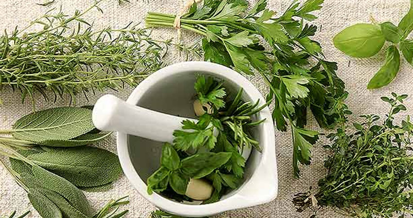 जडीबुटीलाई आर्थिक समृद्धिसँग जोड्नुपर्ने