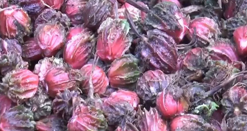 सन्दकपुरमा एकै परिवारद्वारा ३४ लाखको अलैँची उत्पादन