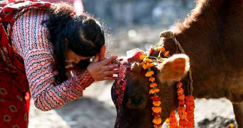 यमपञ्चक अर्थात् तिहारको तेस्रो दिन आज गाई पूजा गरिदै