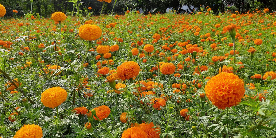 सामूहिक सयपत्री फूलखेतीमा महिला सामूहिक सयपत्री फूलखेतीमा महिला