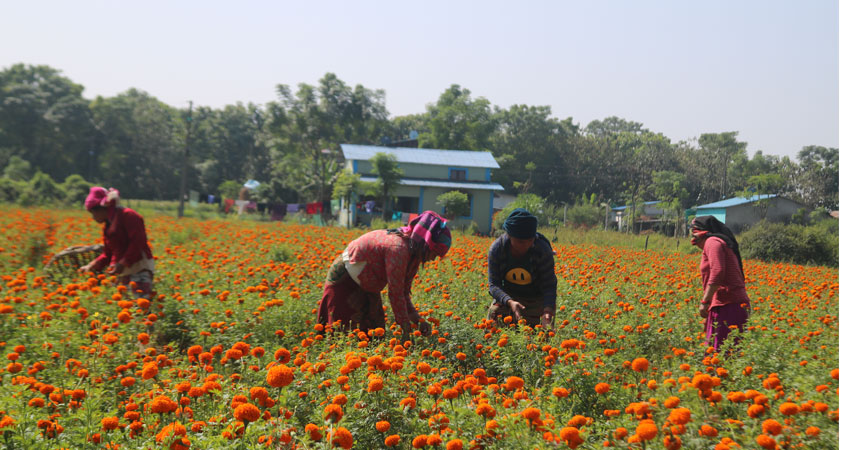 तिहारमा पाख्रिनले मात्रै बेचे सात लाखको सयपत्री