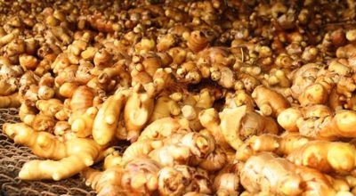 एउटै पालिकाबाट रू छ करोडको अदुवा बिक्री