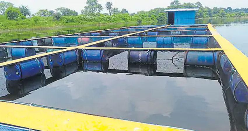 ‘केज कल्चर’ले बढायो माछापालनको आम्दानी