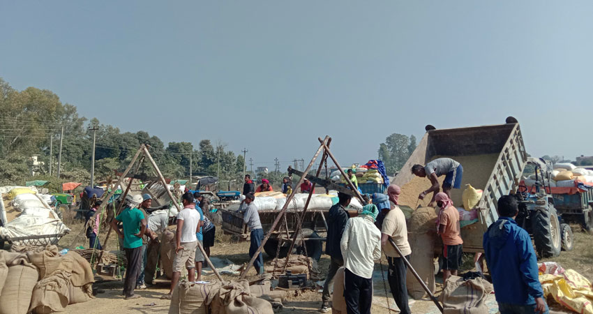 धान बिक्रीका लागि कोही किसान रातभर खुला आकाशमुनि केहीले बैच्नै पाएनन्