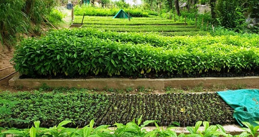 नर्सरी फार्ममै विरुवा सुक्न थाल्यो