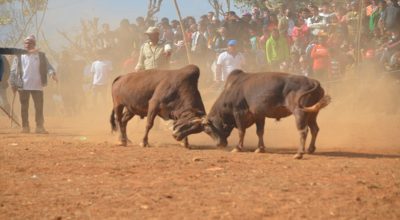 नुवाकोटमा गोरु जुधाइ प्रदर्शनी
