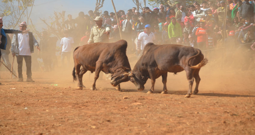 नुवाकोटमा गोरु जुधाइ प्रदर्शनी